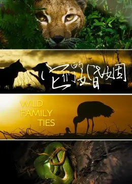 《它们的婚姻》：一部关于动物情感的纪录片，揭秘动物世界的爱与忠诚!